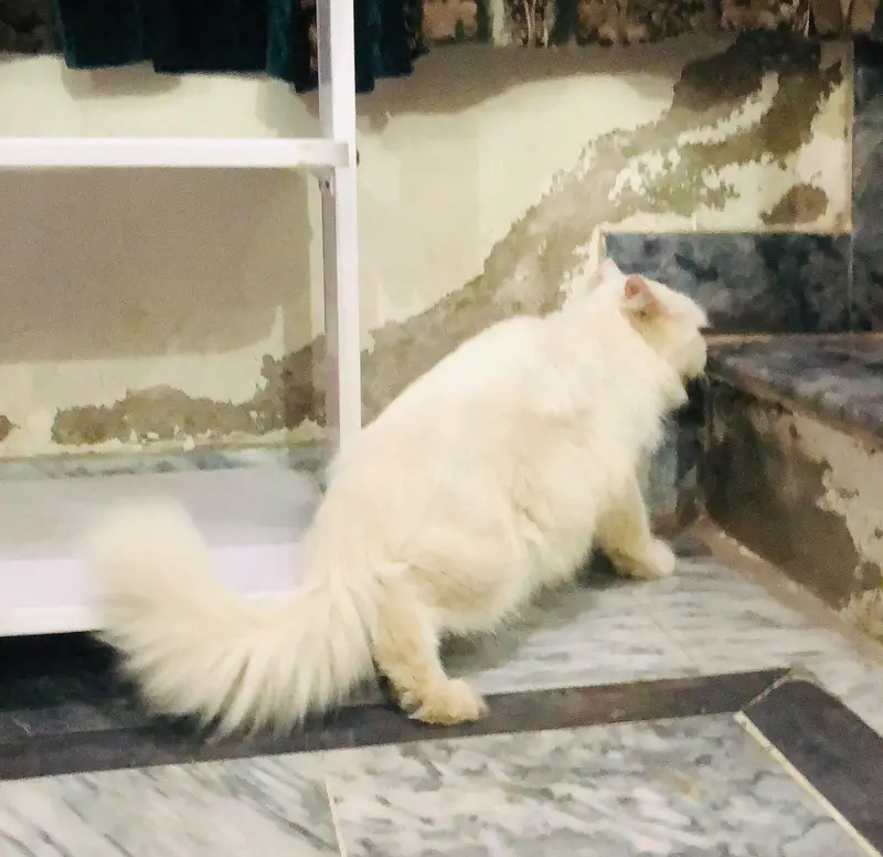 Persian Cat — photo 9