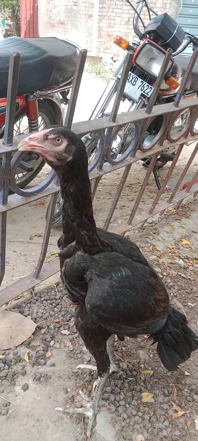 Aseel Vehari Breed