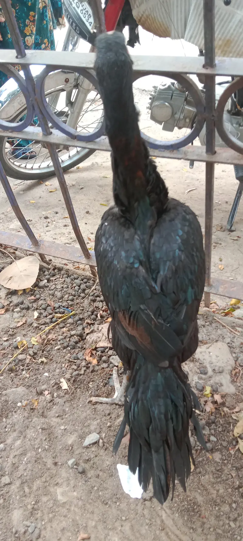 Aseel Vehari Breed — photo 2