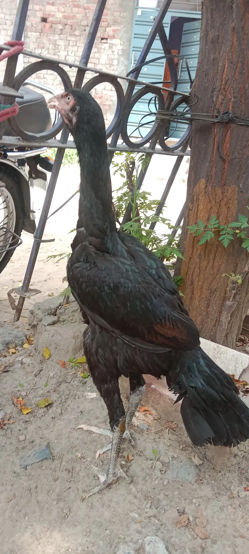 Aseel Vehari Breed — photo 3