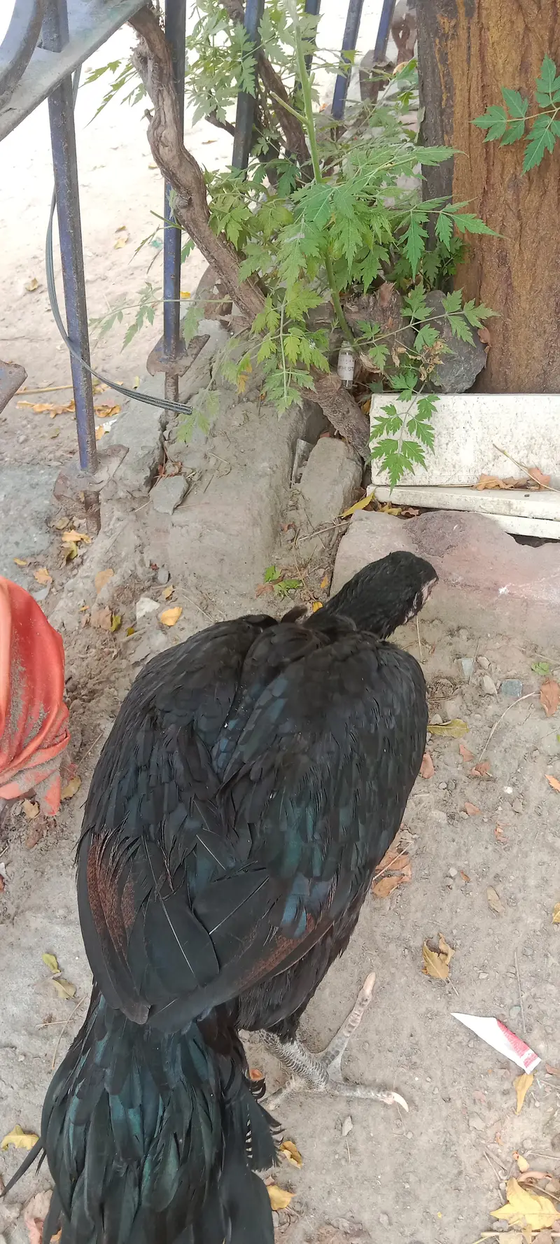 Aseel Vehari Breed — photo 4