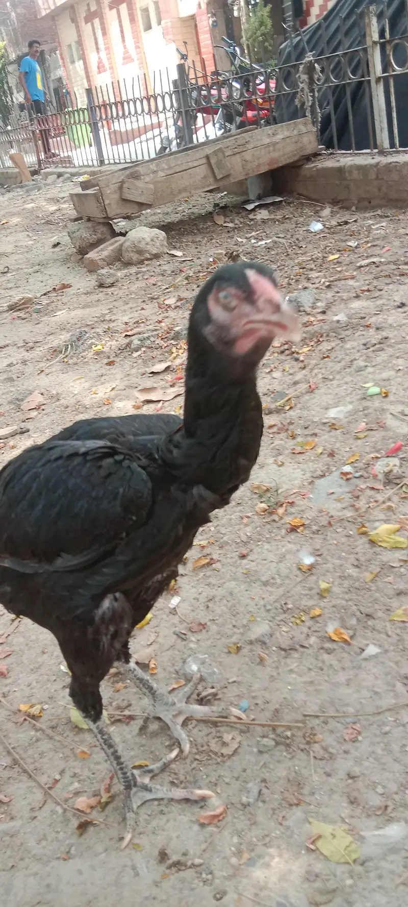 Aseel Vehari Breed — photo 5