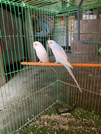 Budiges health parrots for Sale