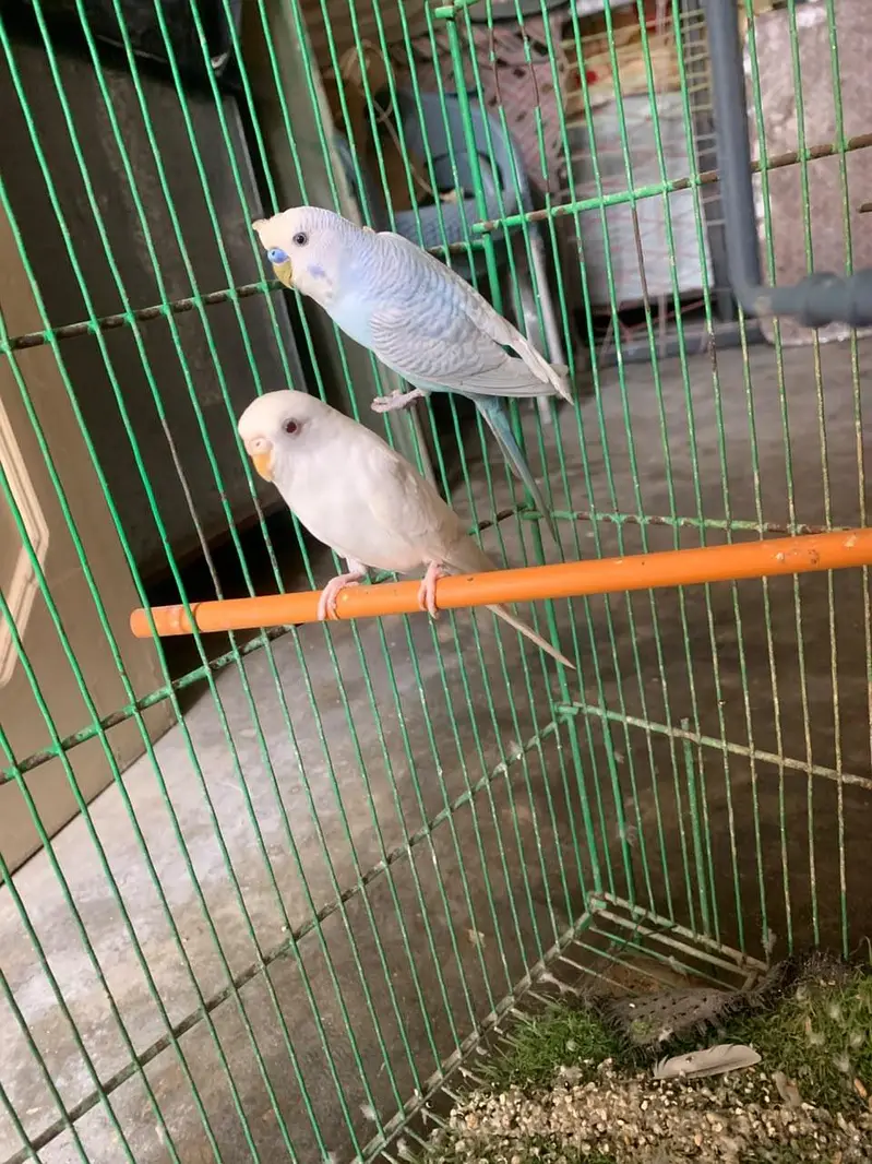Budiges health parrots for Sale — photo 2