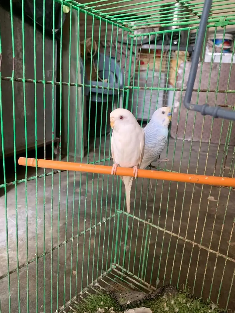 Budiges health parrots for Sale — photo 3