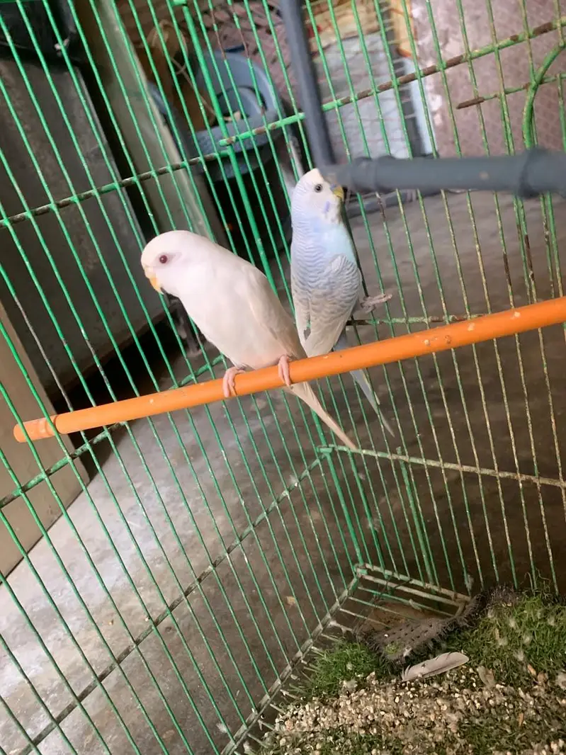 Budiges health parrots for Sale — photo 4