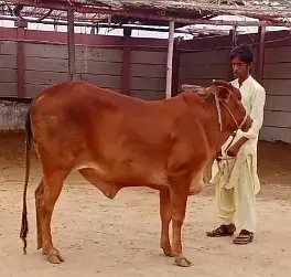 Bachiya / Desi Bull Available for Sale — photo 3