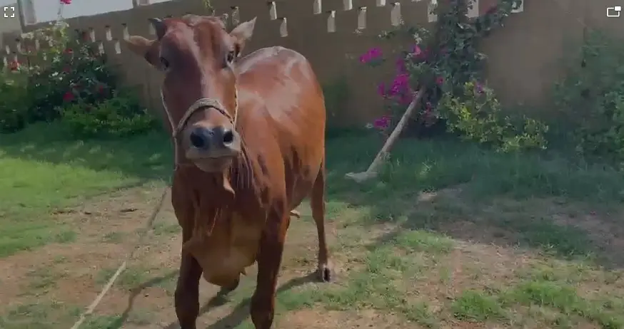 Bachiya / Desi Bull Available for Sale — photo 6