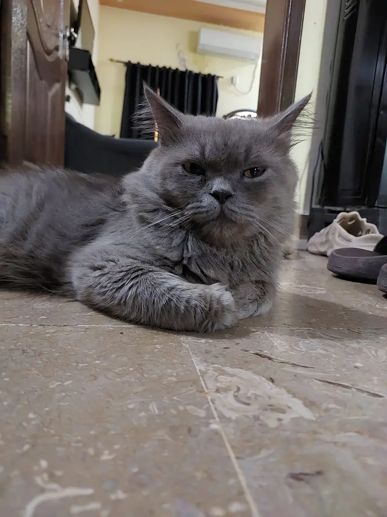 Kitten pair and one male cat — photo 2