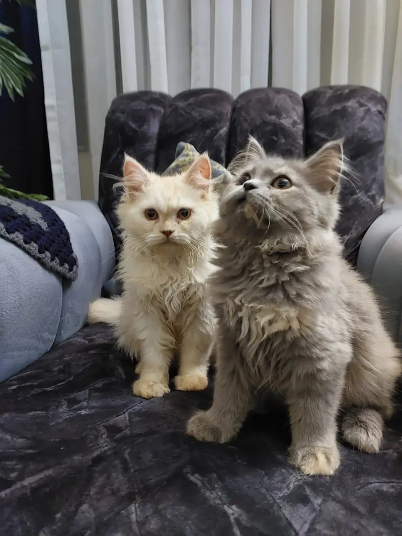 Kitten pair and one male cat — photo 3