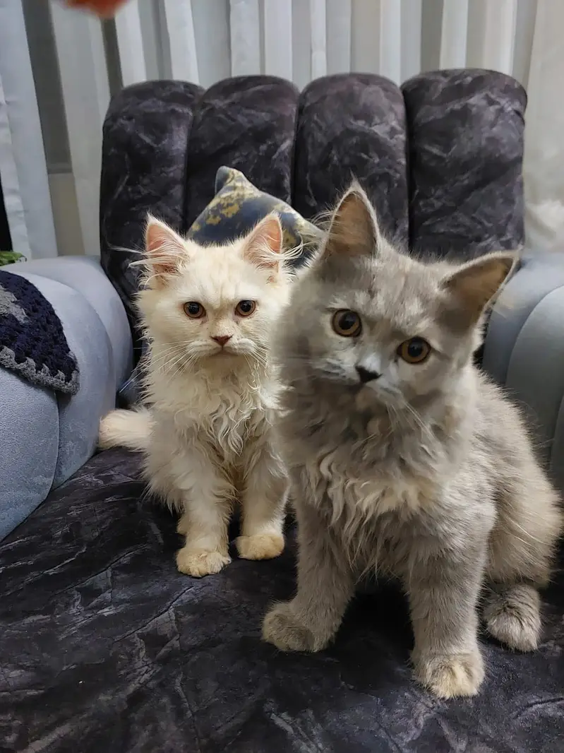 Kitten pair and one male cat — photo 4
