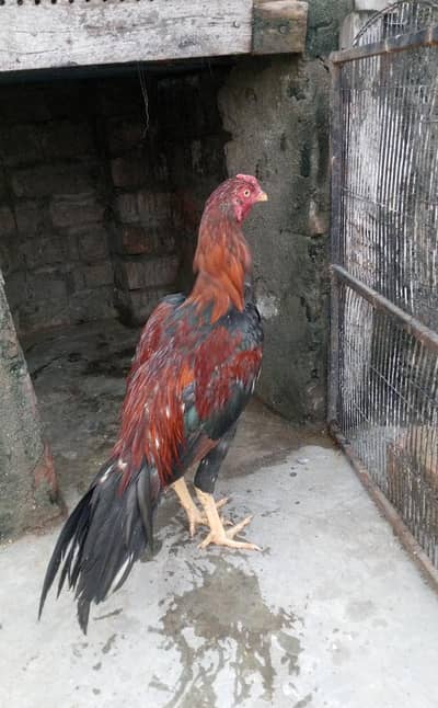 aseel murga mianwali