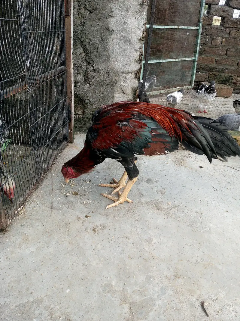 aseel murga mianwali — photo 2