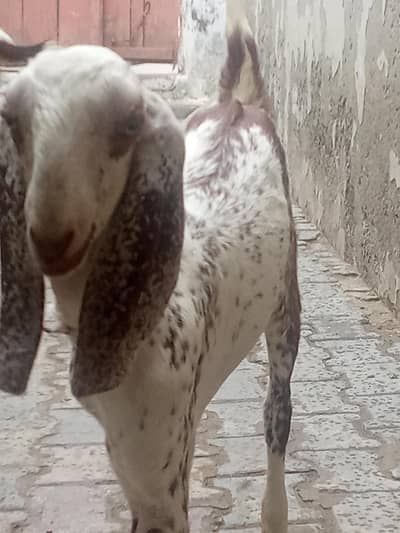 makhi cheeni laili for sale