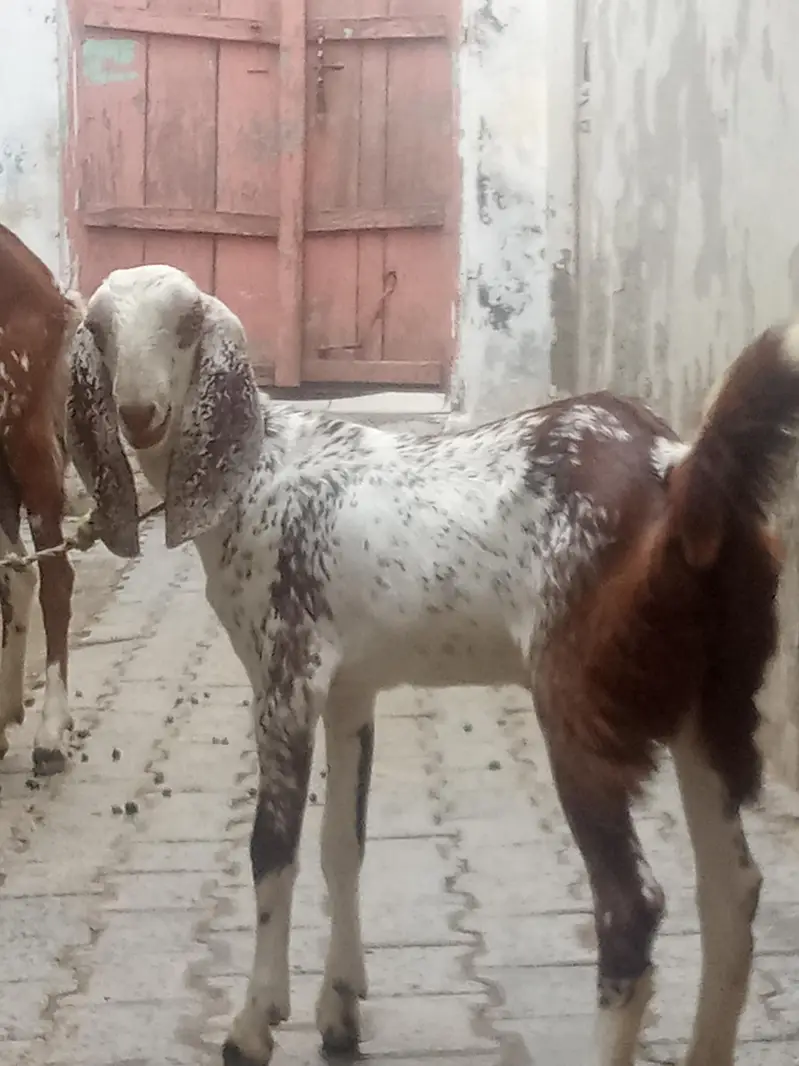 makhi cheeni laili for sale — photo 2