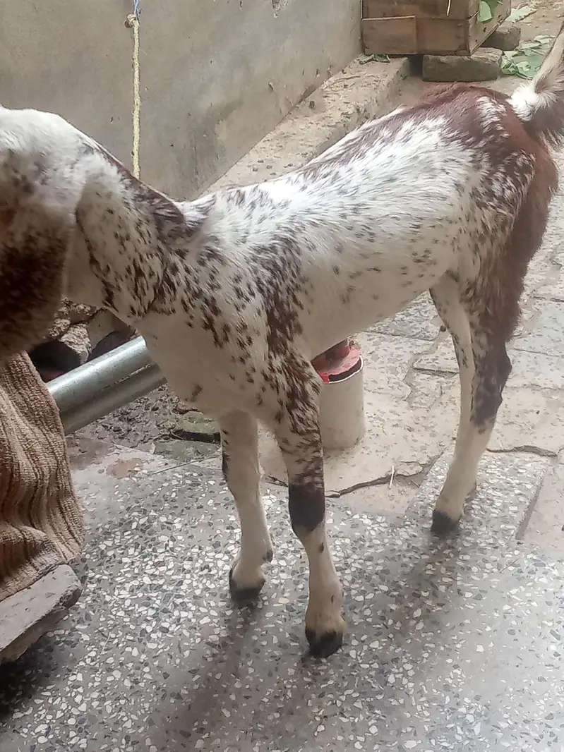 makhi cheeni laili for sale — photo 3