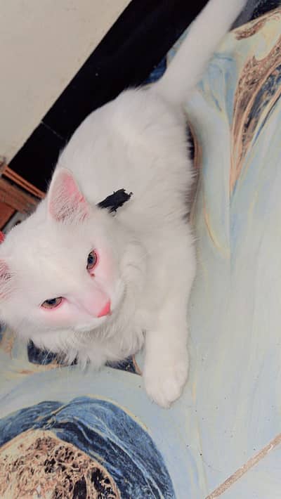 Persian kitten white color 9 munth old male active and healthy