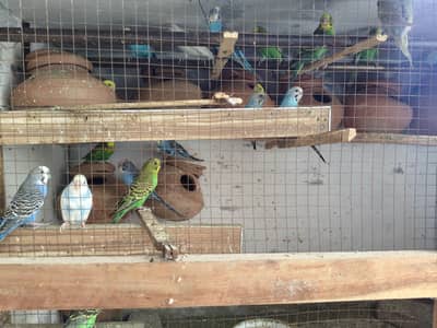Austrailian parrots for sale