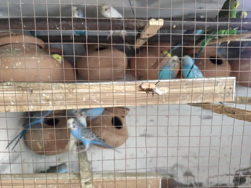Austrailian parrots for sale — photo 2