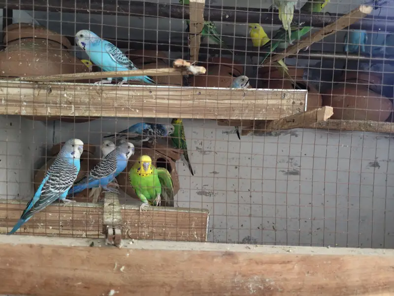 Austrailian parrots for sale — photo 3