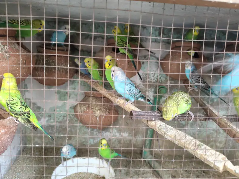 Austrailian parrots for sale — photo 4