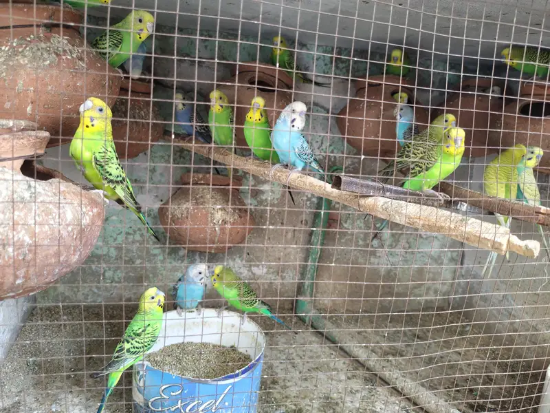 Austrailian parrots for sale — photo 5