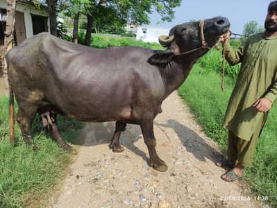 3 Khangar Buffalos for Sale