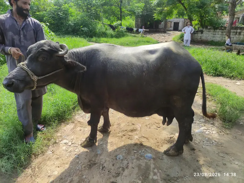 3 Khangar Buffalos for Sale — photo 2