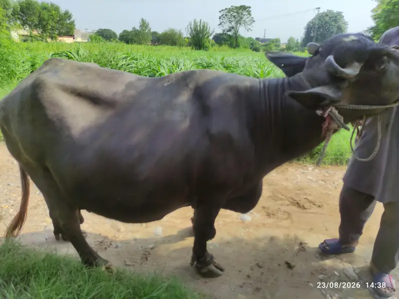 3 Khangar Buffalos for Sale — photo 3