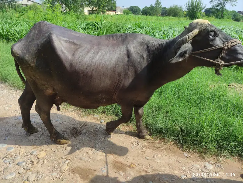 3 Khangar Buffalos for Sale — photo 4