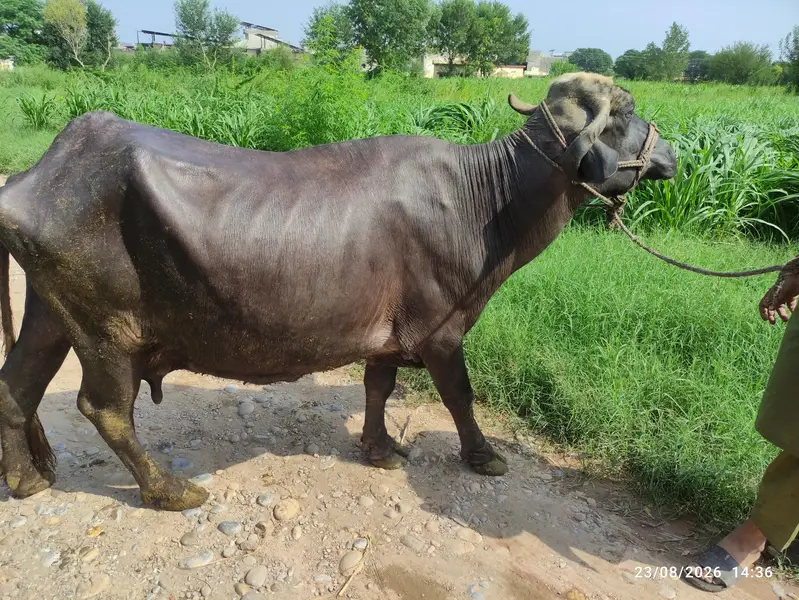 3 Khangar Buffalos for Sale — photo 5