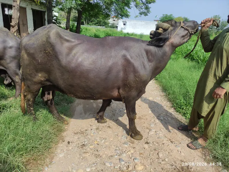 3 Khangar Buffalos for Sale — photo 6
