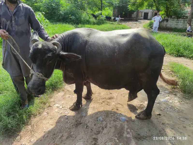 3 Khangar Buffalos for Sale — photo 7