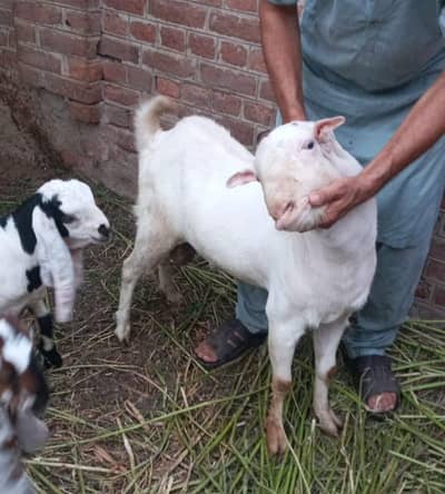 Pure Ghulabi Russian tedda 0329.0443543