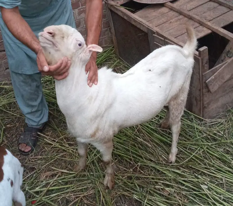 Pure Ghulabi Russian tedda 0329.0443543 — photo 2