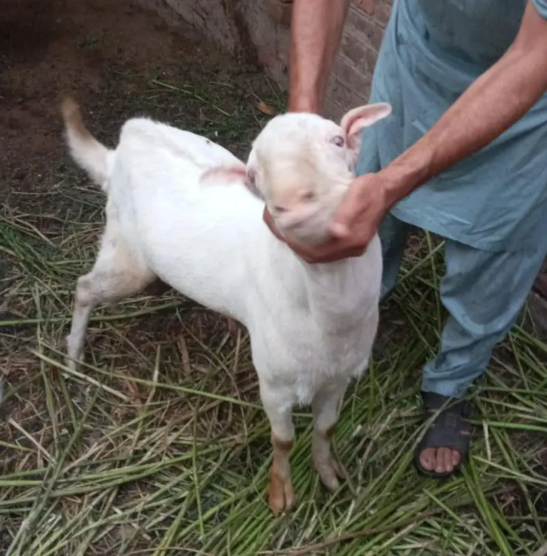 Pure Ghulabi Russian tedda 0329.0443543 — photo 3