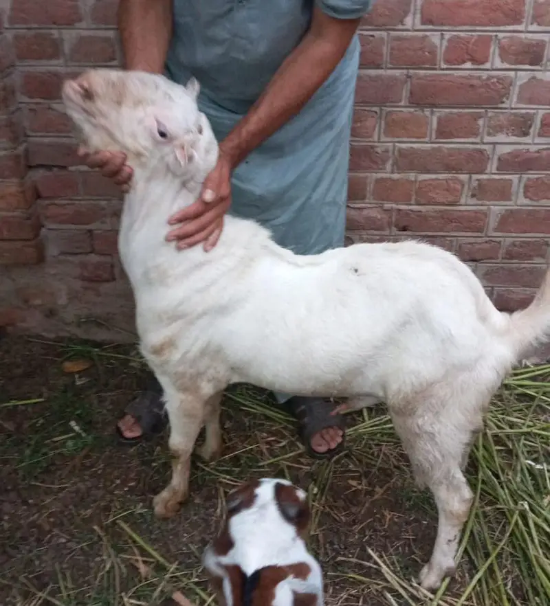 Pure Ghulabi Russian tedda 0329.0443543 — photo 4