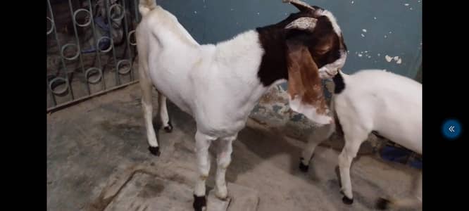 Bissar Bloodline Andoo breeder