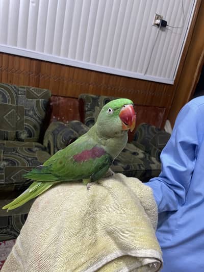 Jumbo size talking bird home entertainm
