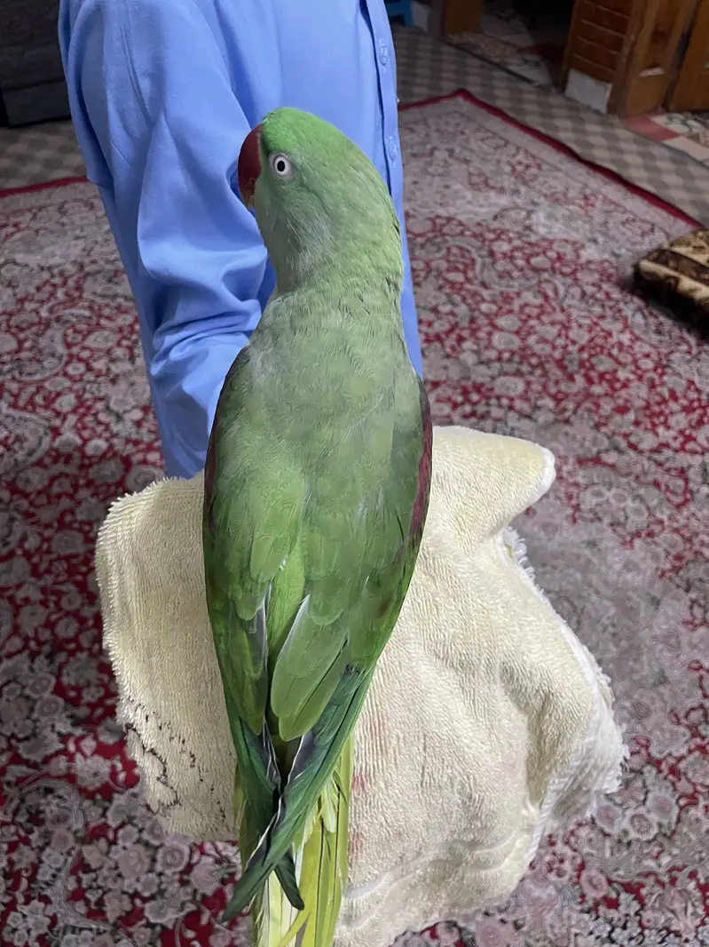 Jumbo size talking bird home entertainm — photo 2