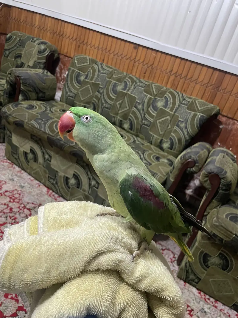 Jumbo size talking bird home entertainm — photo 3