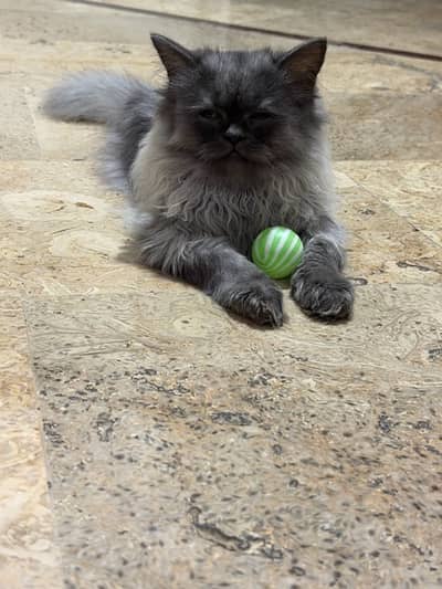kitten for sale