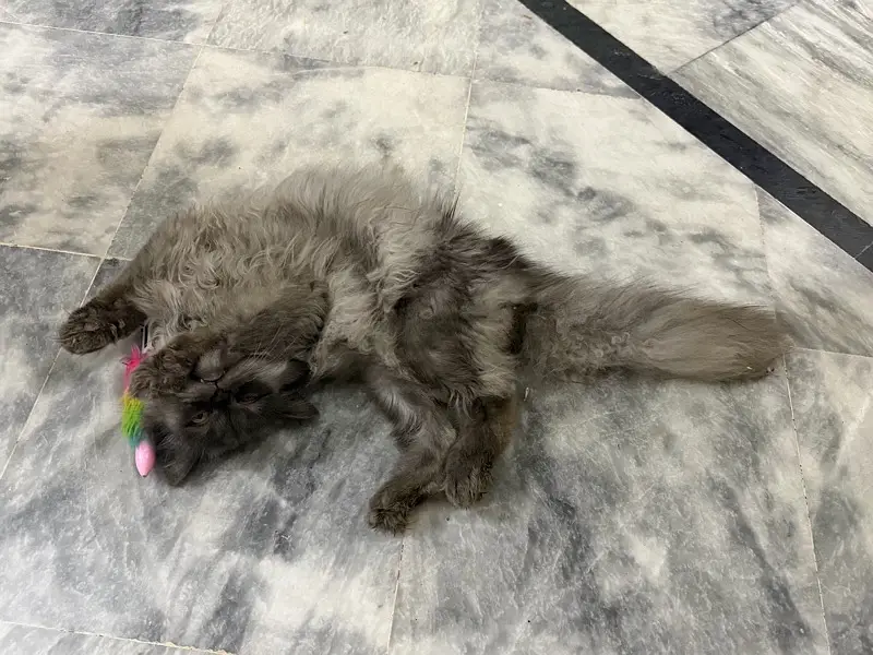 kitten for sale — photo 2