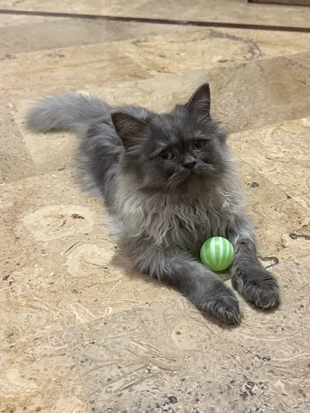 kitten for sale — photo 3