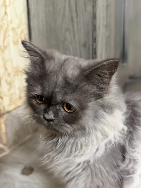 kitten for sale — photo 4