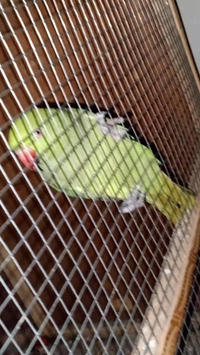 raw parrot