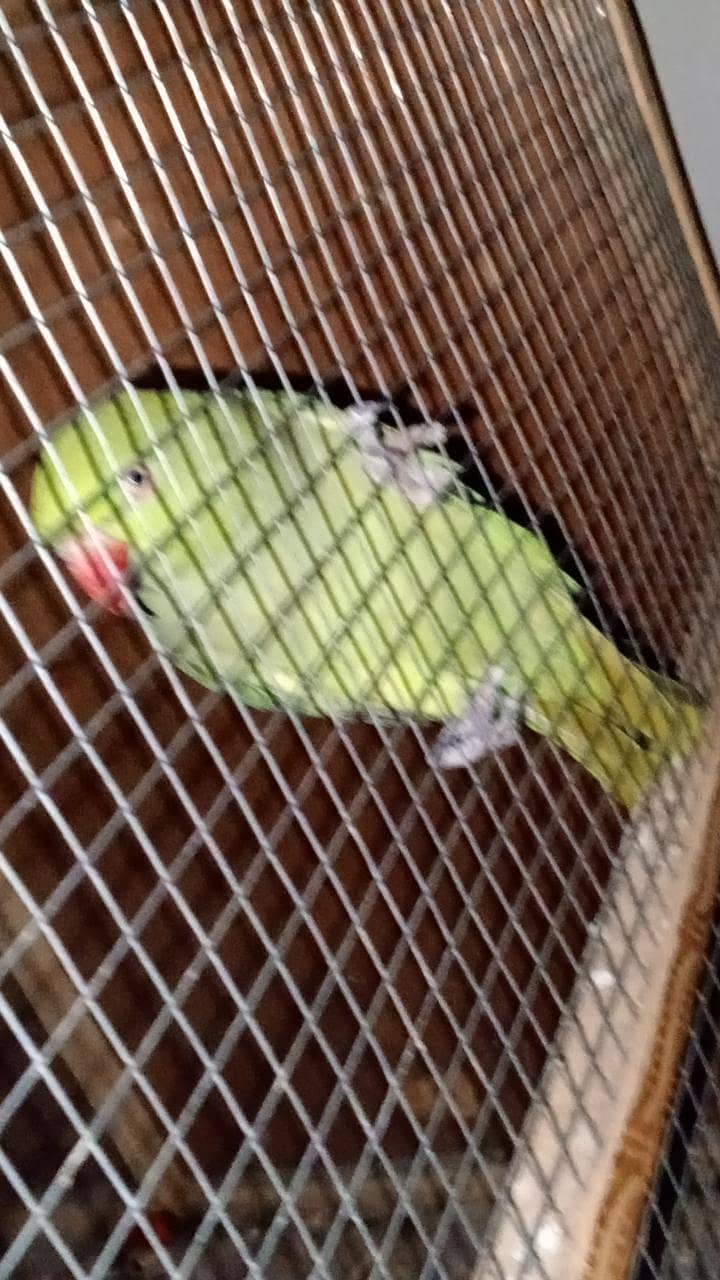 raw parrot 0