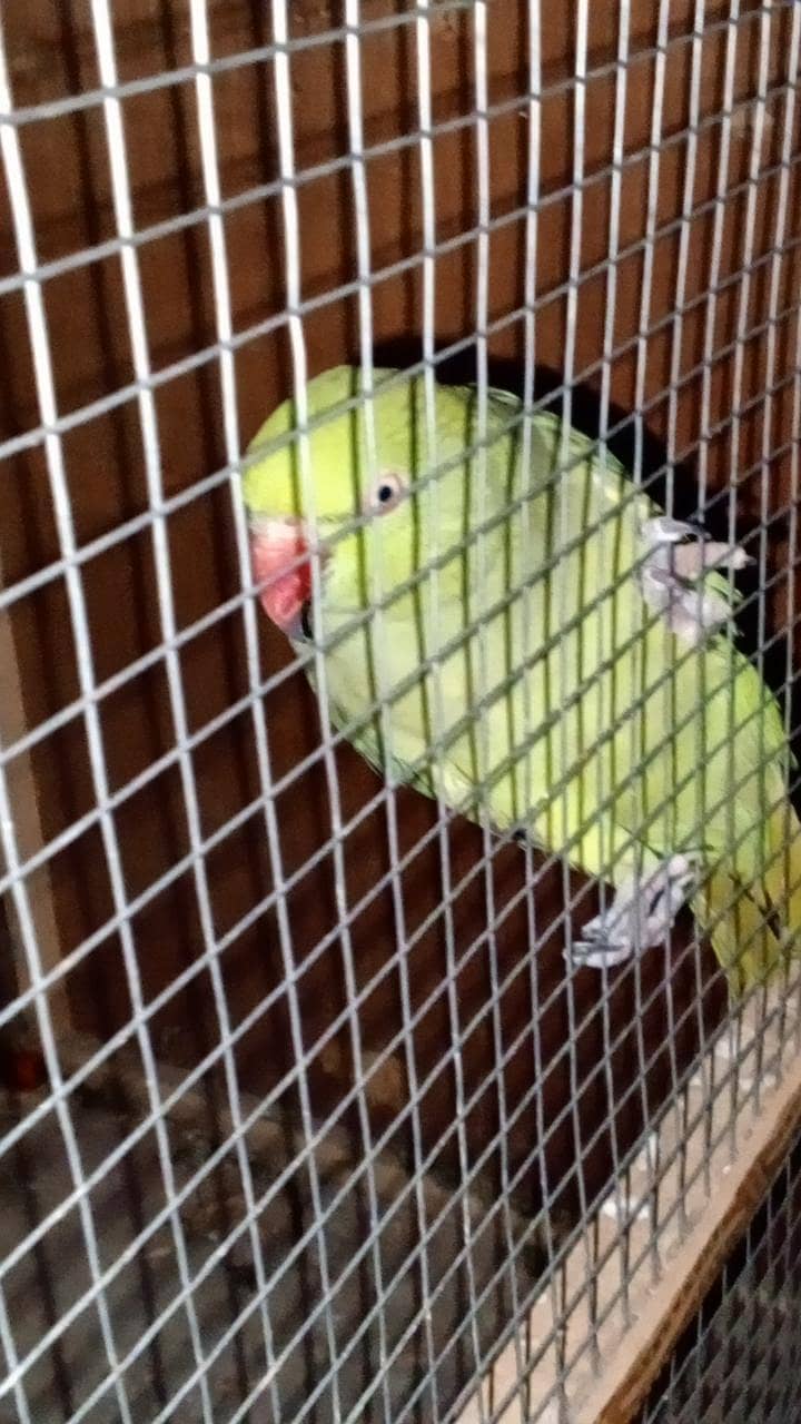 raw parrot 1