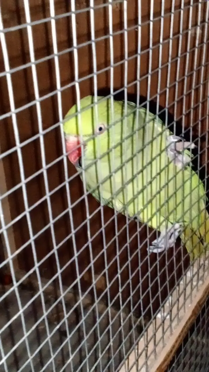 raw parrot — photo 2