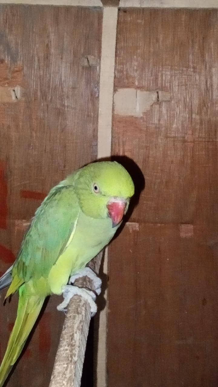 raw parrot 2